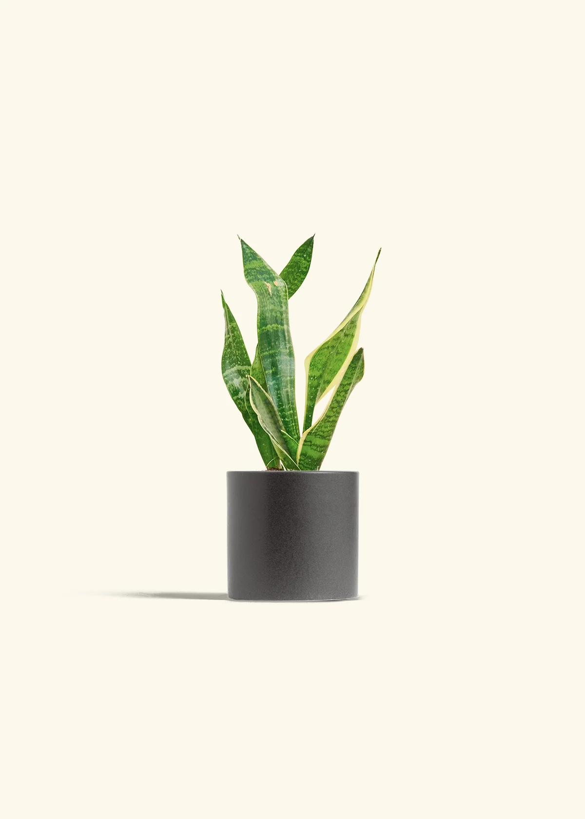 Snake Plant 'Laurentii', Small - Image 4