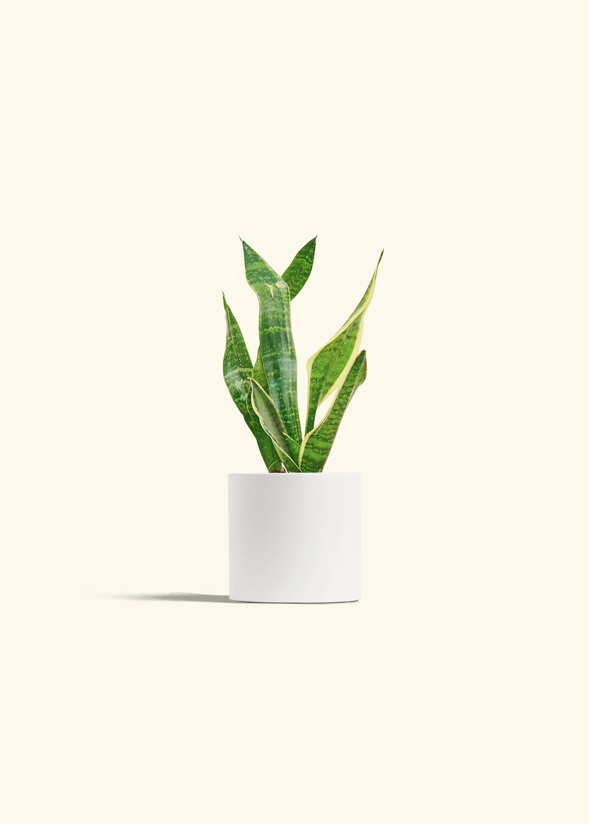 Snake Plant 'Laurentii', Small - Image 6
