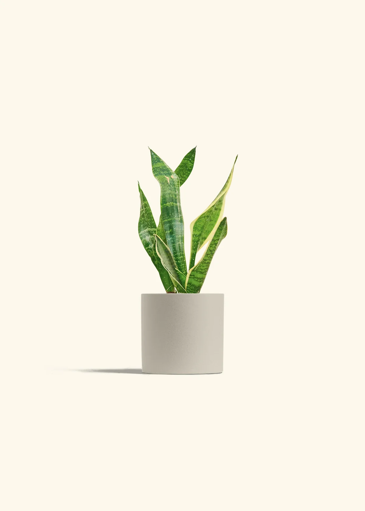 Snake Plant 'Laurentii', Small - Image 7