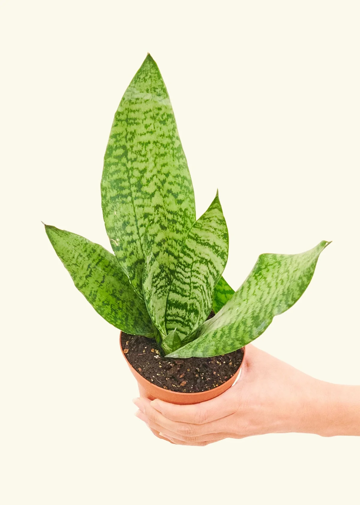 Snake Plant 'Zeylanica', Small - Image 3