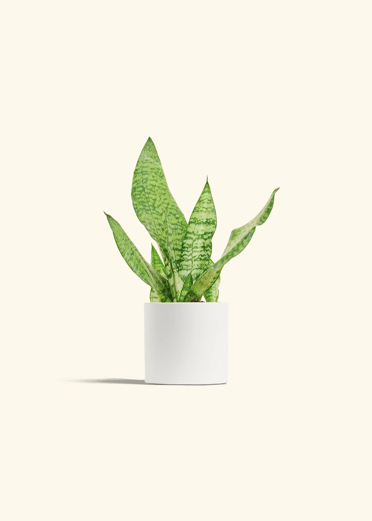 Snake Plant 'Zeylanica', Small - Image 4