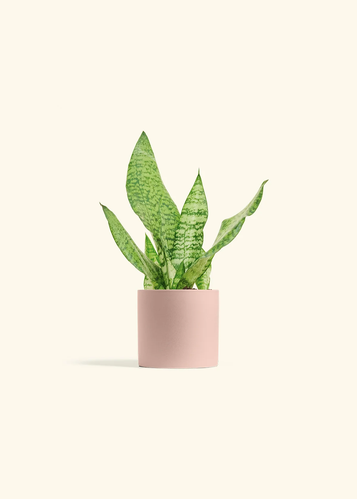 Snake Plant 'Zeylanica', Small - Image 5