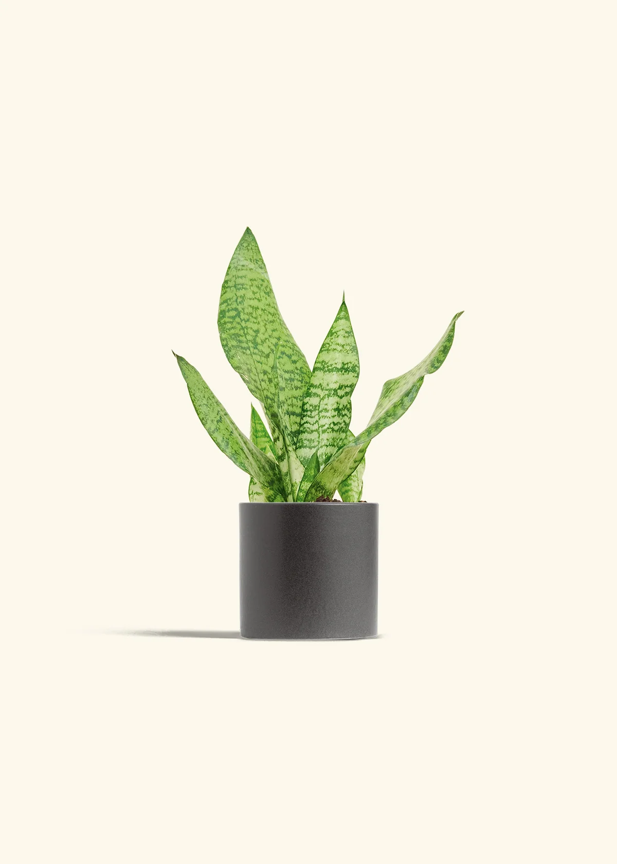 Snake Plant 'Zeylanica', Small - Image 6