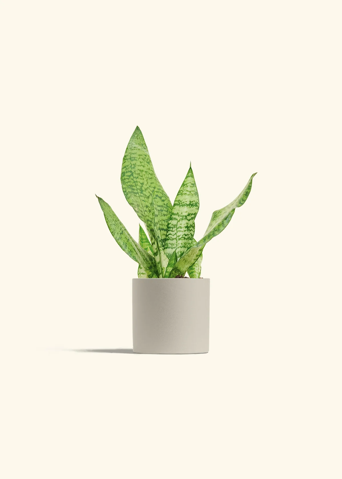Snake Plant 'Zeylanica', Small - Image 7