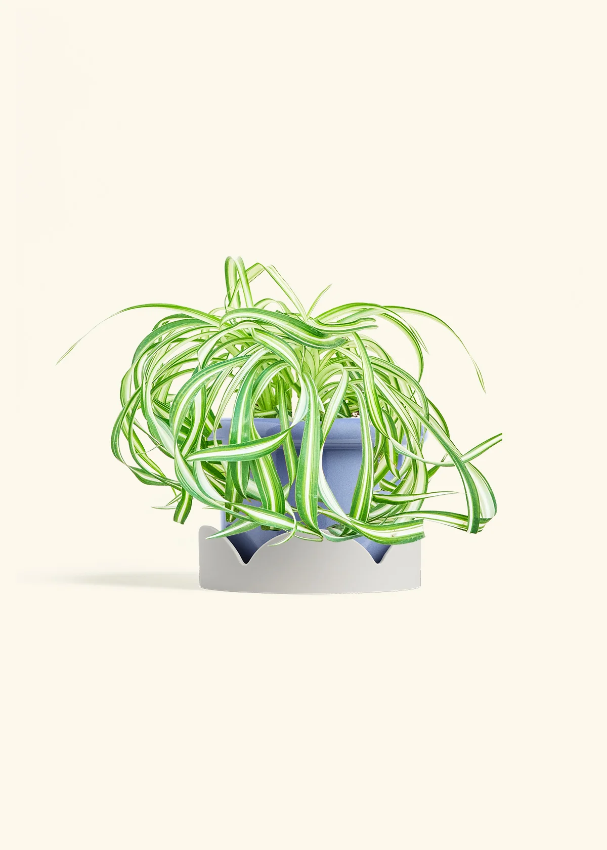 Spider Plant 'Bonnie', Medium - Image 10