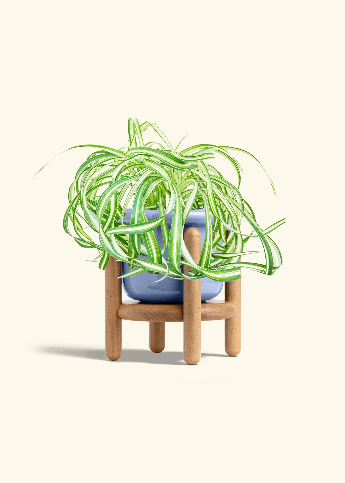 Spider Plant 'Bonnie', Medium - Image 11