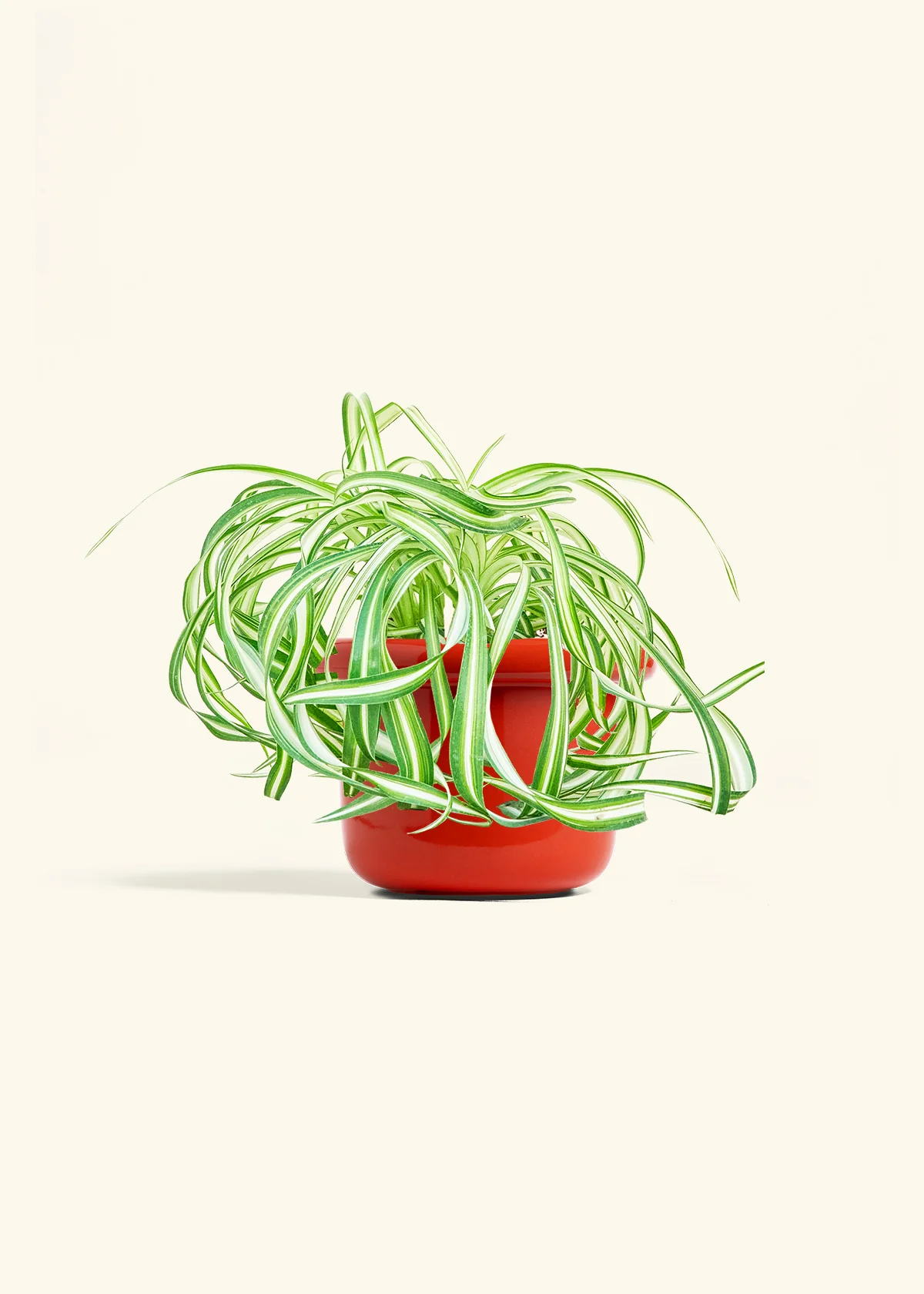 Spider Plant 'Bonnie', Medium - Image 12