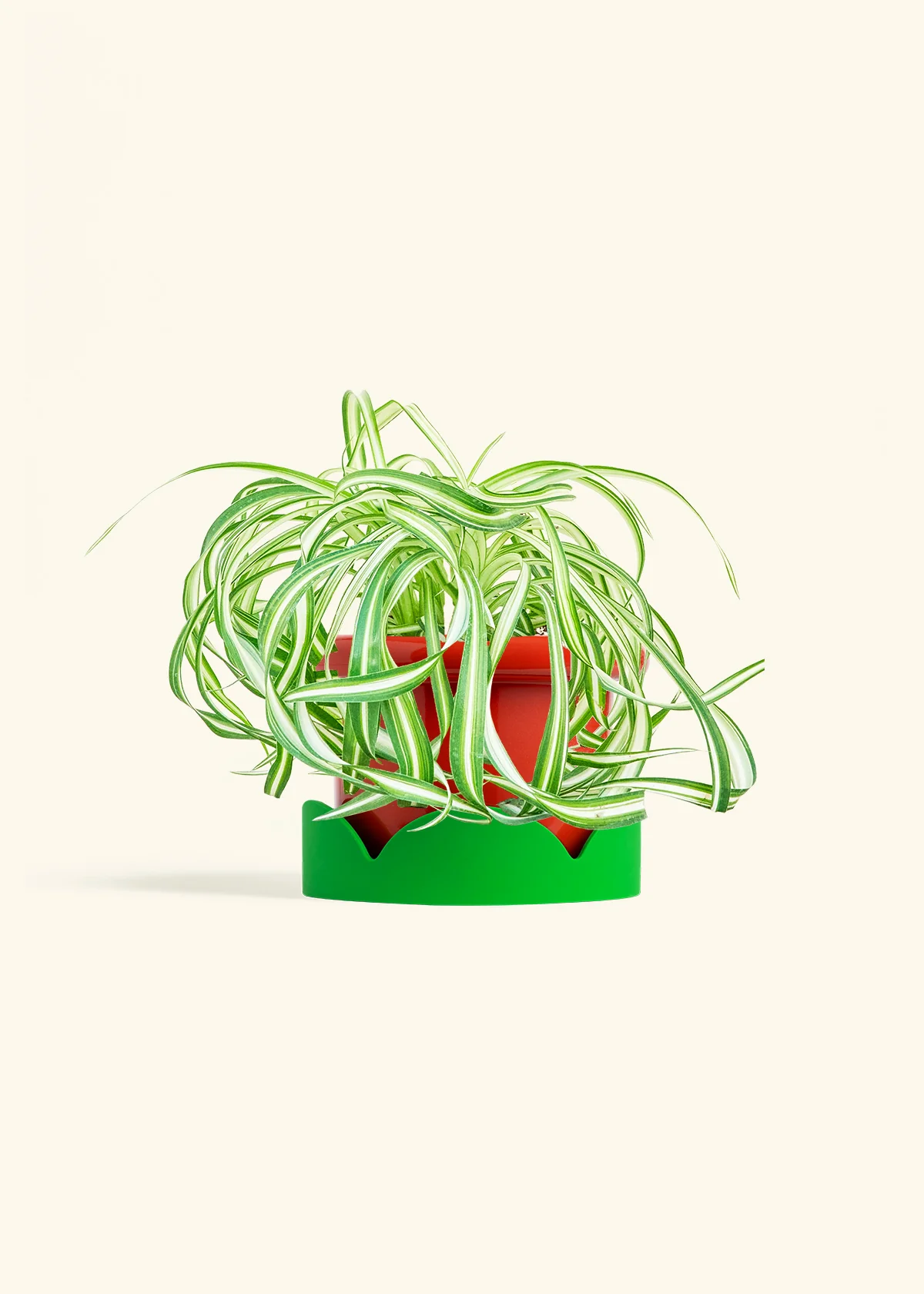Spider Plant 'Bonnie', Medium - Image 13