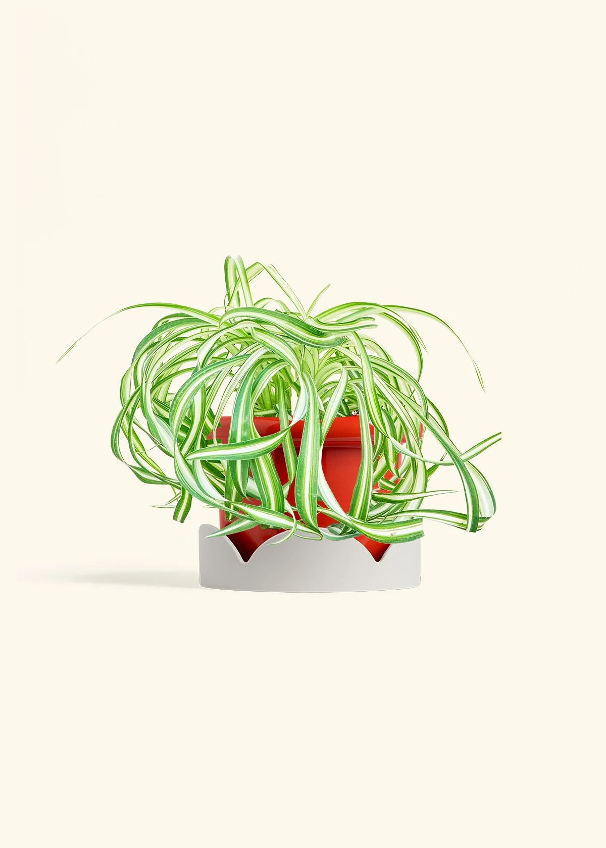 Spider Plant 'Bonnie', Medium - Image 14