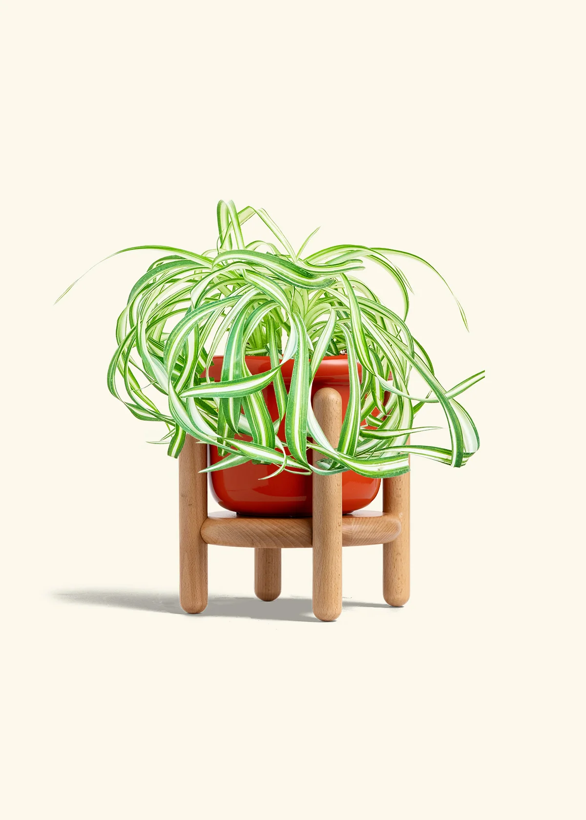 Spider Plant 'Bonnie', Medium - Image 15