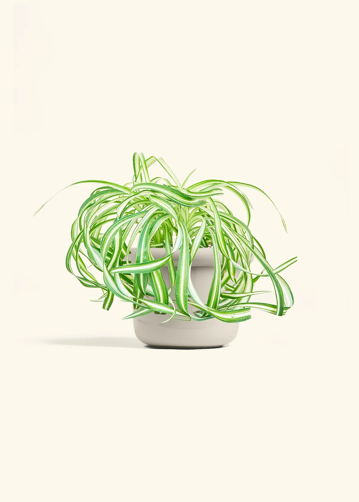 Spider Plant 'Bonnie', Medium - Image 16