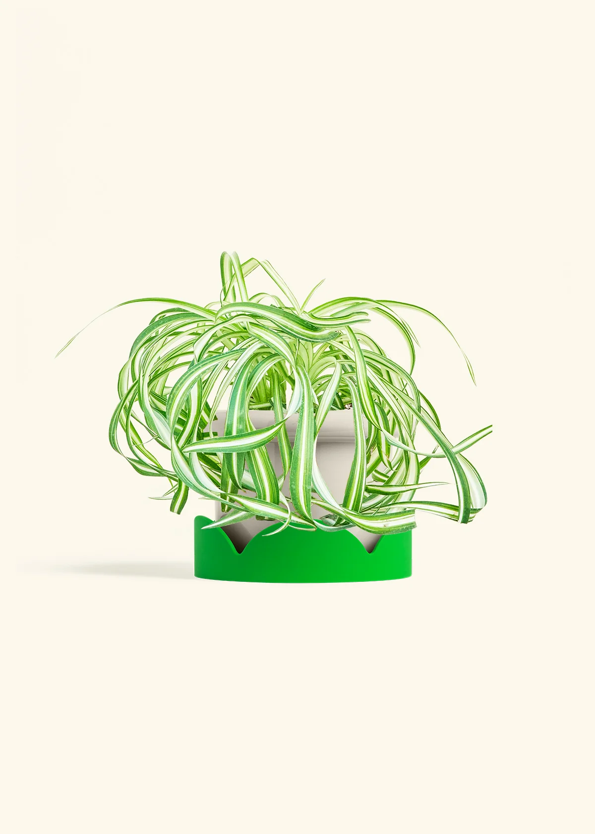 Spider Plant 'Bonnie', Medium - Image 17