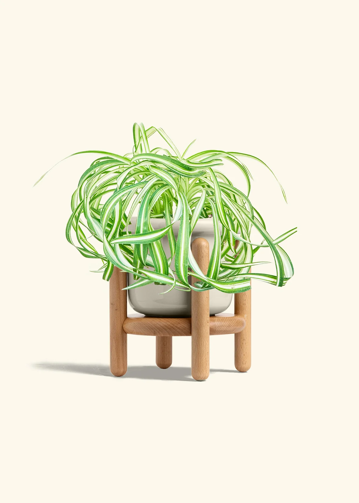 Spider Plant 'Bonnie', Medium - Image 19