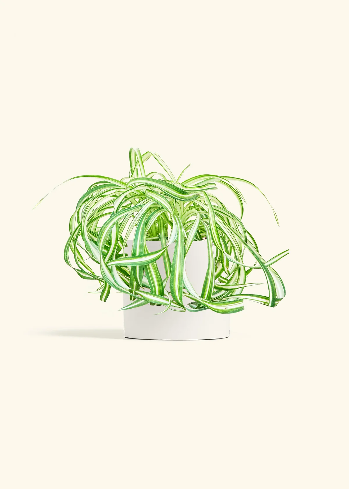 Spider Plant 'Bonnie', Medium - Image 20