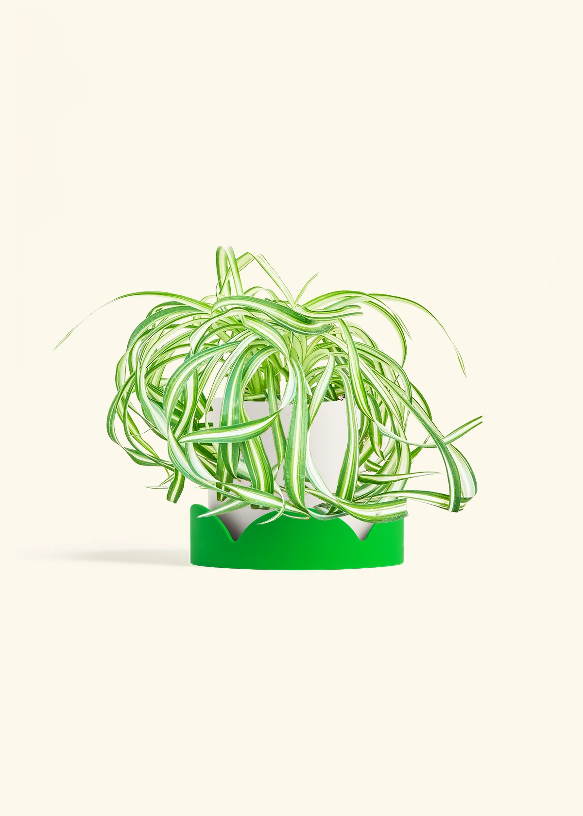 Spider Plant 'Bonnie', Medium - Image 21