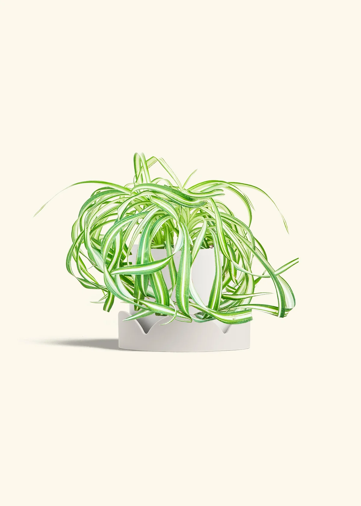 Spider Plant 'Bonnie', Medium - Image 22