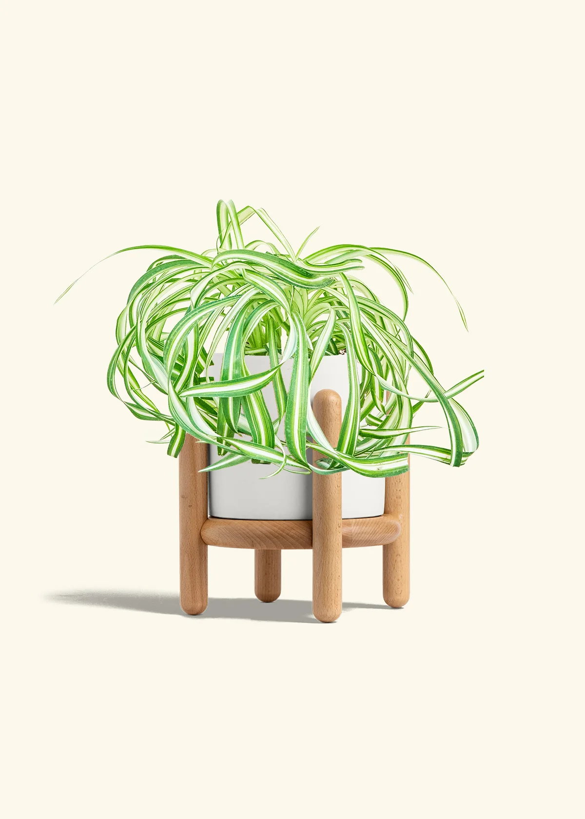 Spider Plant 'Bonnie', Medium - Image 23