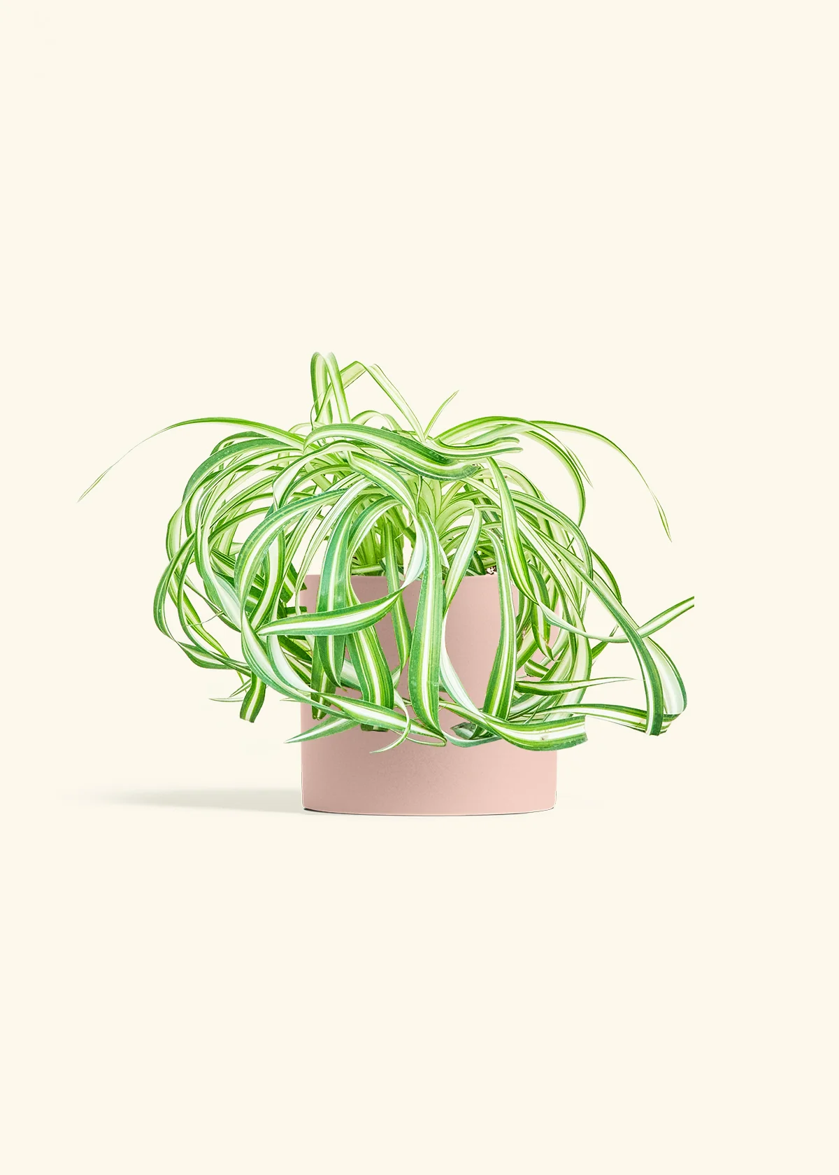 Spider Plant 'Bonnie', Medium - Image 24