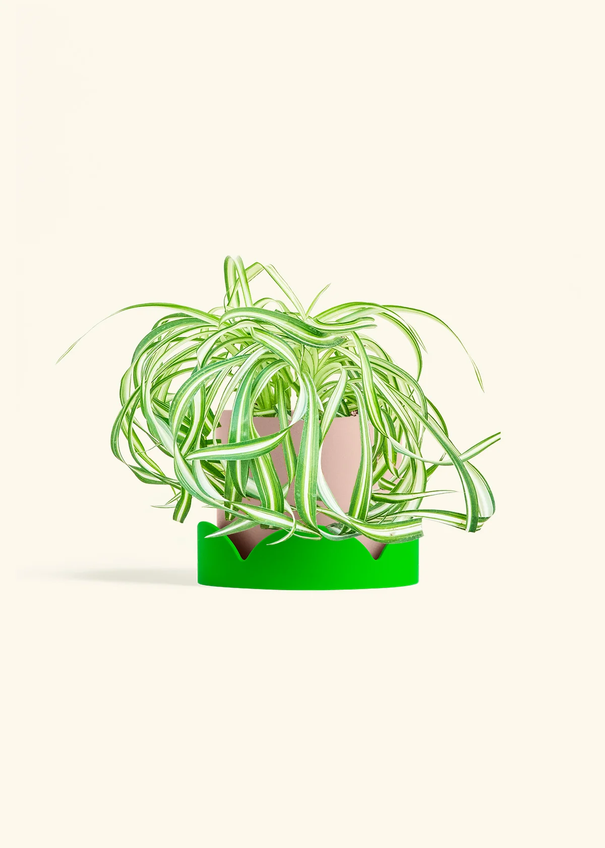 Spider Plant 'Bonnie', Medium - Image 25