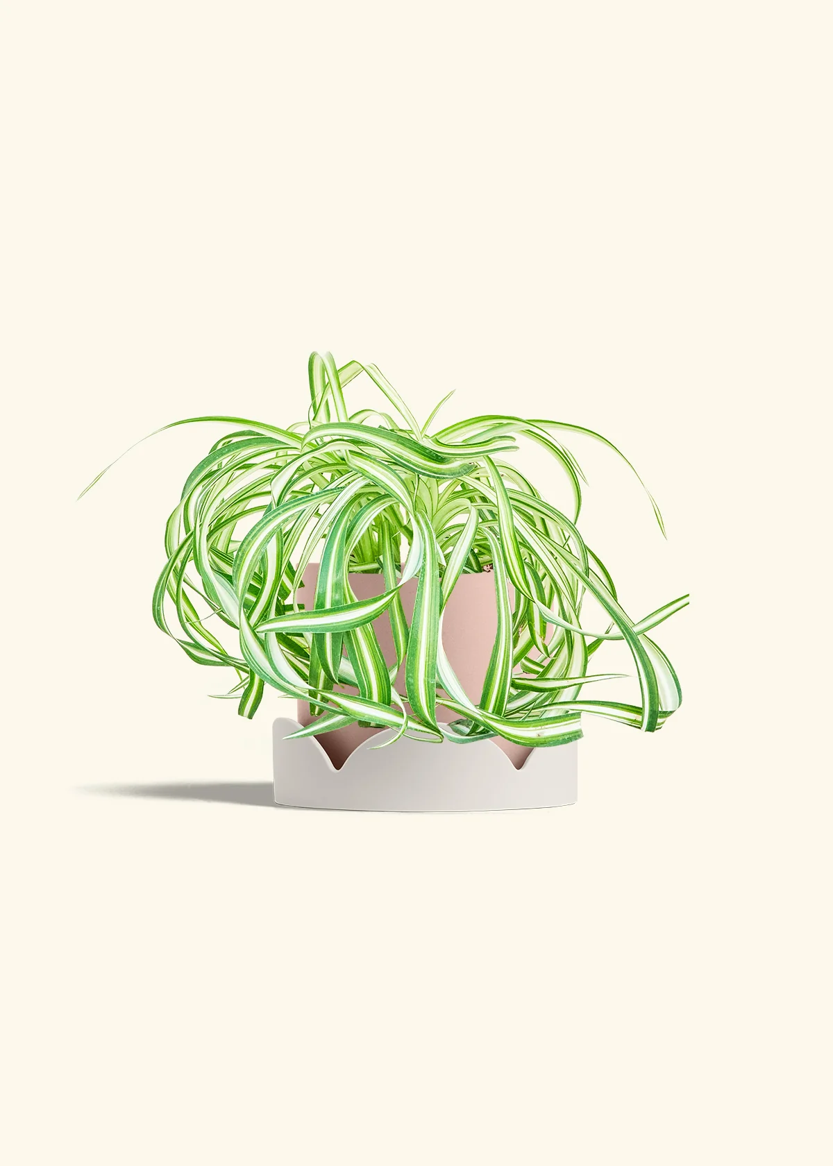 Spider Plant 'Bonnie', Medium - Image 26