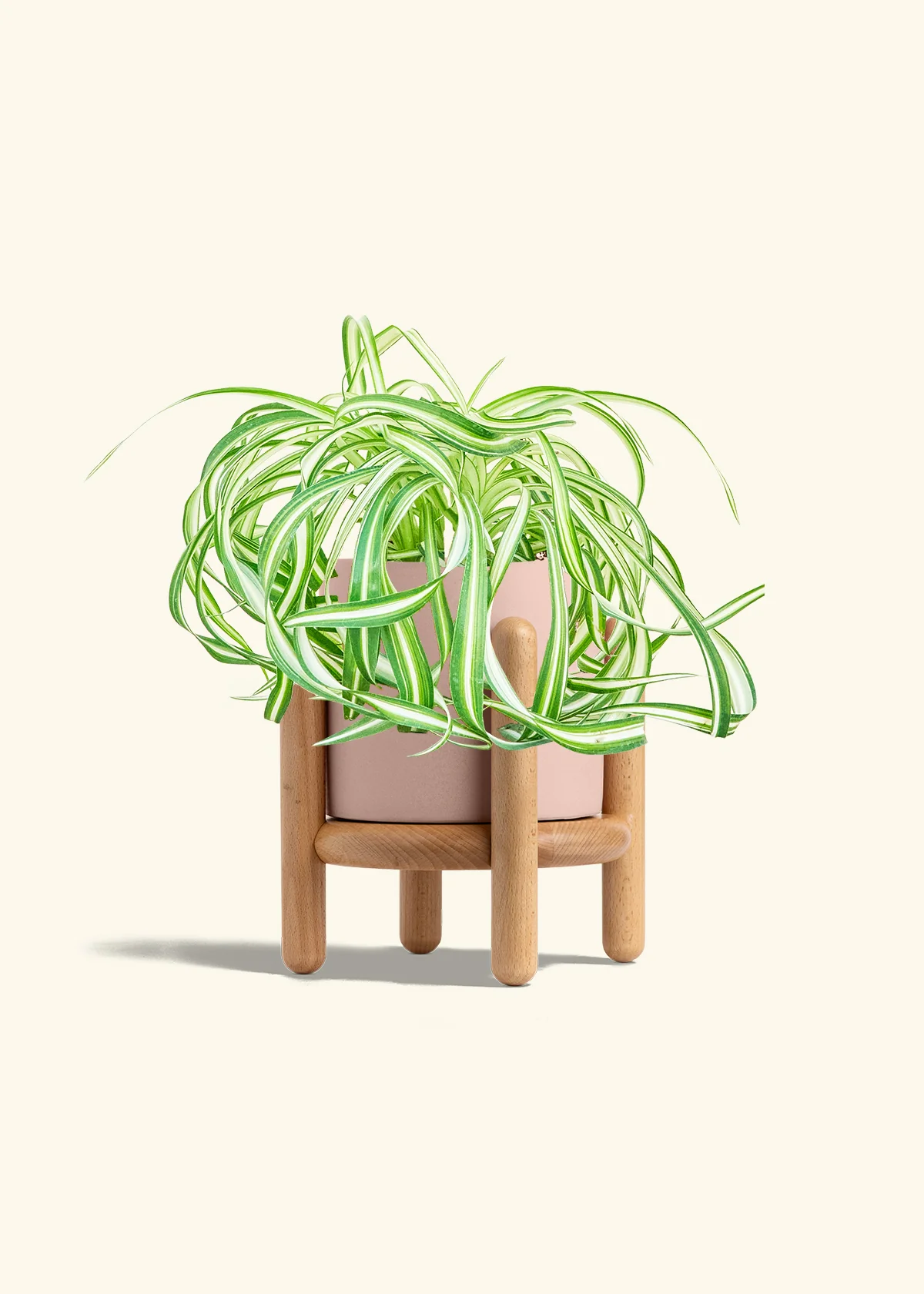 Spider Plant 'Bonnie', Medium - Image 27