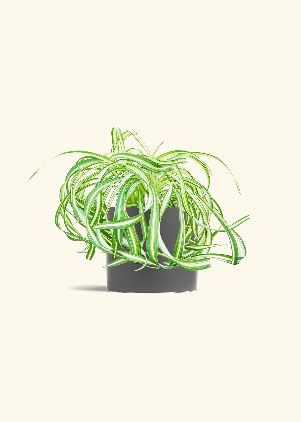 Spider Plant 'Bonnie', Medium - Image 28