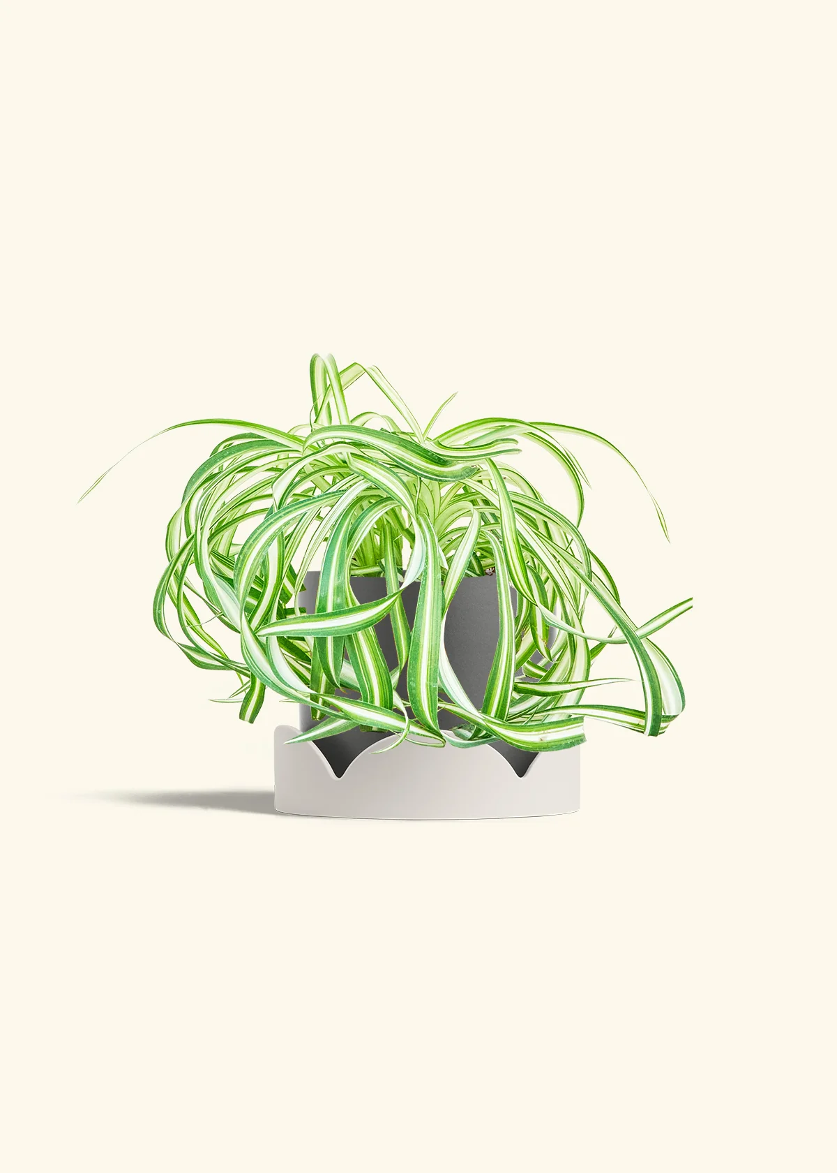 Spider Plant 'Bonnie', Medium - Image 30