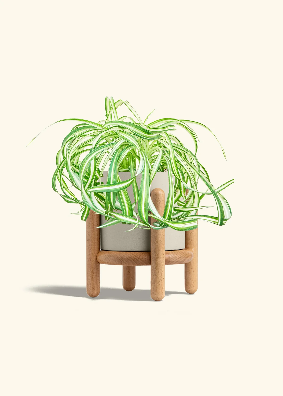 Spider Plant 'Bonnie', Medium - Image 31
