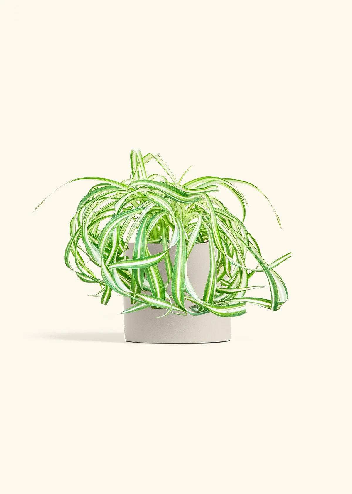 Spider Plant 'Bonnie', Medium - Image 32