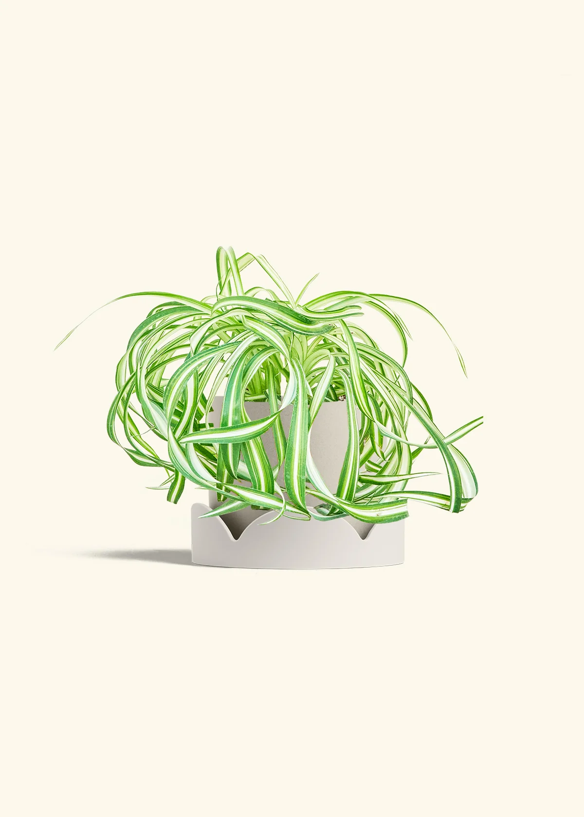 Spider Plant 'Bonnie', Medium - Image 34