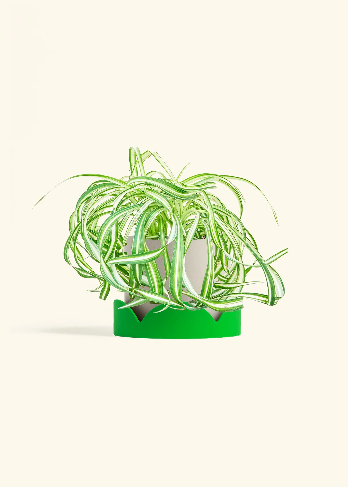 Spider Plant 'Bonnie', Medium - Image 35