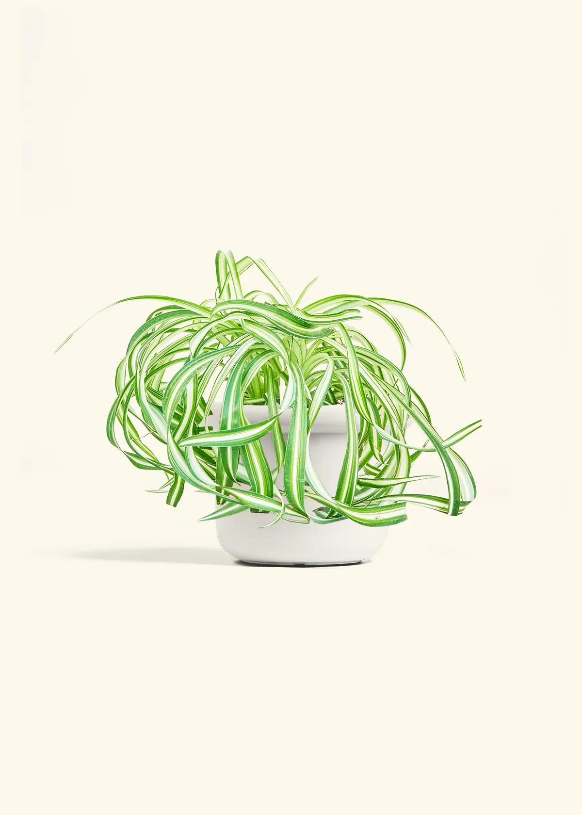 Spider Plant 'Bonnie', Medium - Image 4