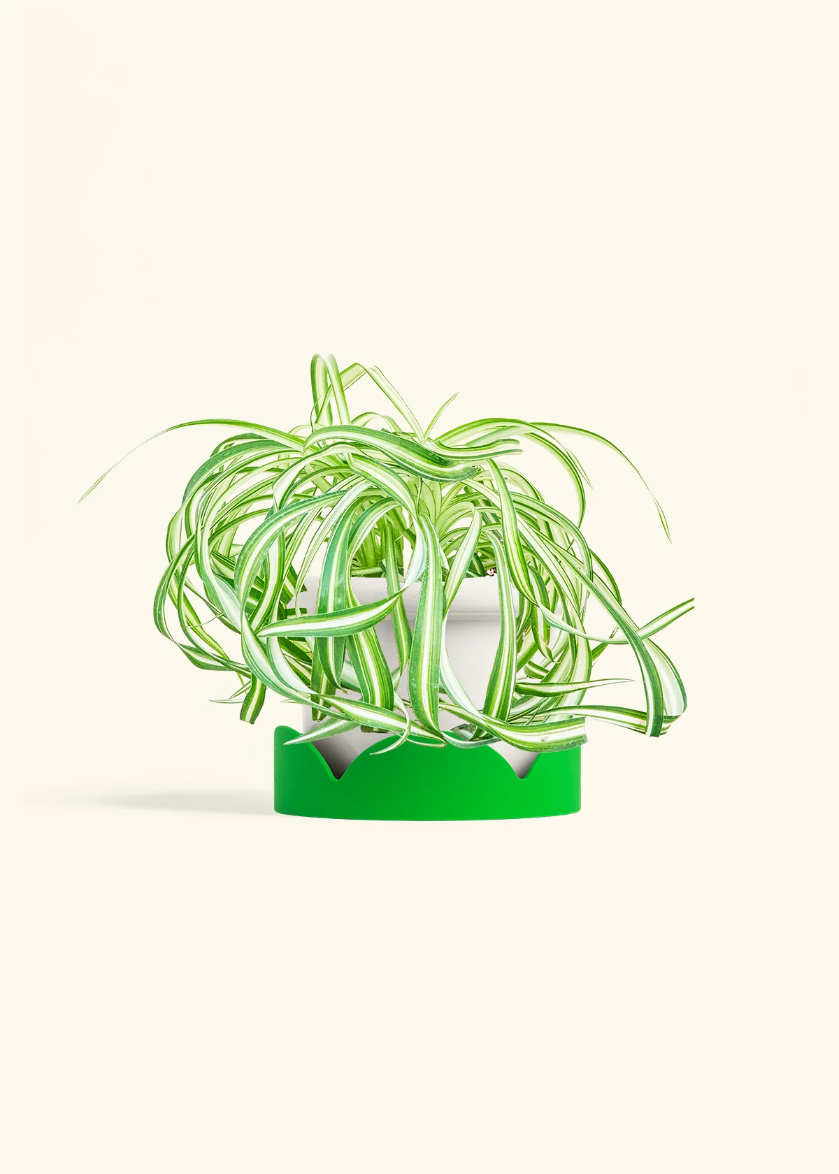 Spider Plant 'Bonnie', Medium - Image 5