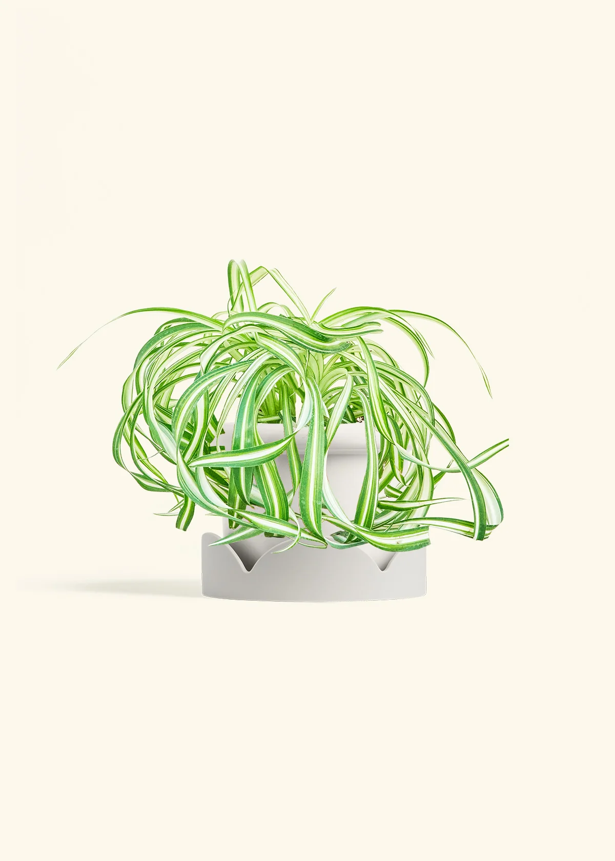 Spider Plant 'Bonnie', Medium - Image 6