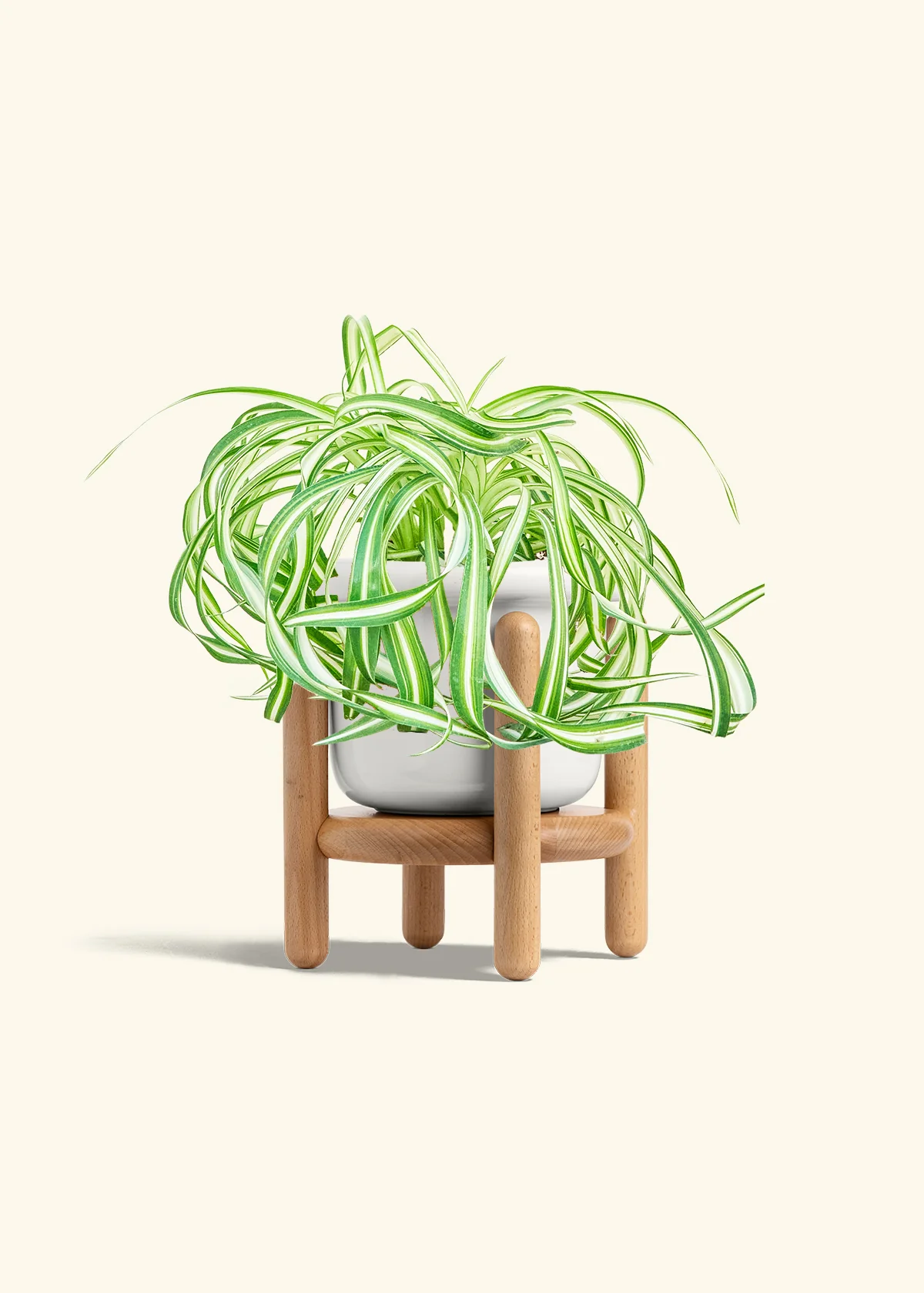 Spider Plant 'Bonnie', Medium - Image 7