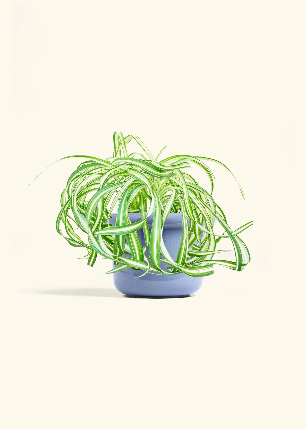 Spider Plant 'Bonnie', Medium - Image 8