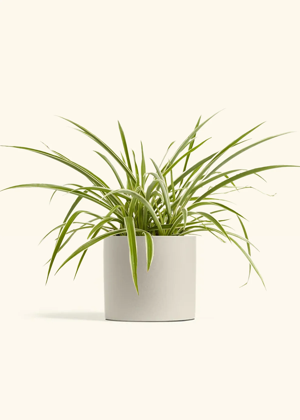 Spider Plant 'Reverse', Medium - Image 3