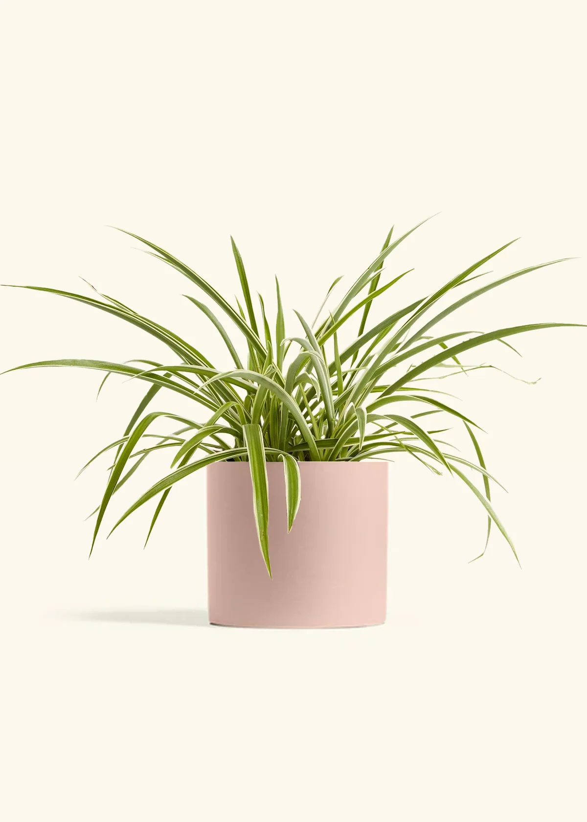 Spider Plant 'Reverse', Medium - Image 4
