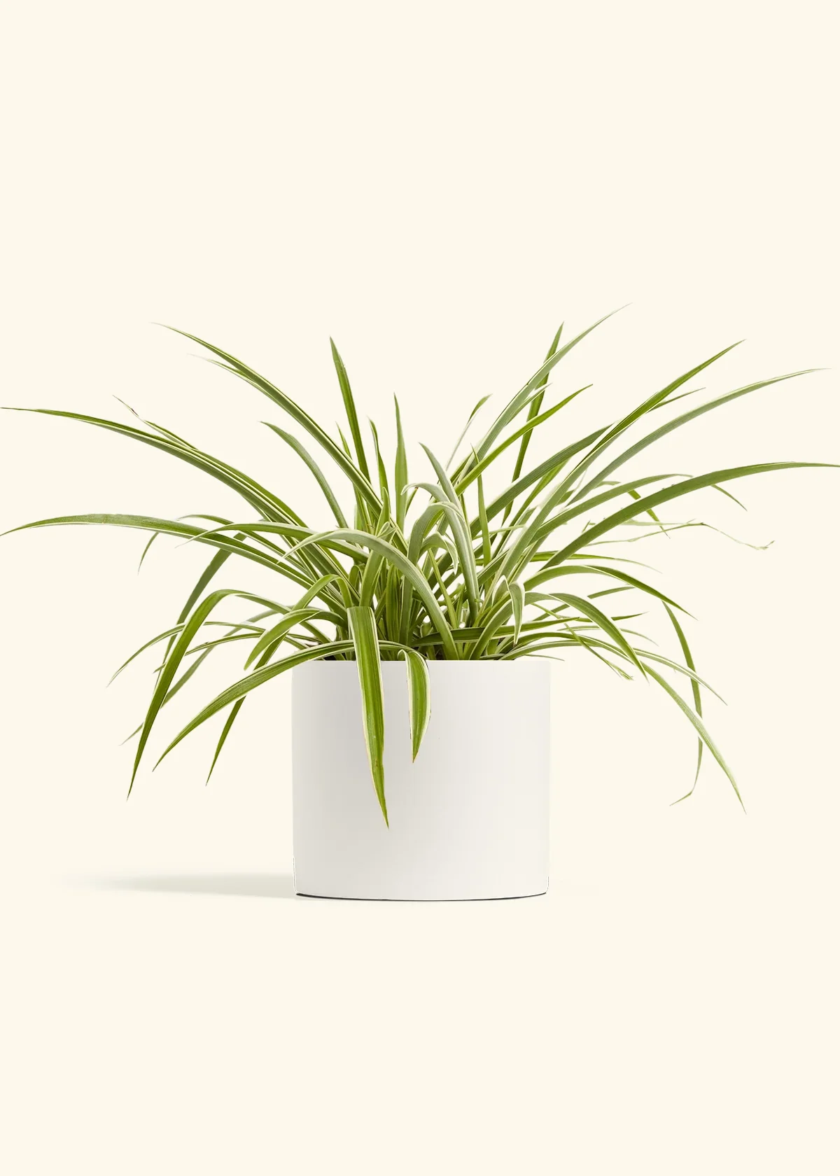 Spider Plant 'Reverse', Medium - Image 5