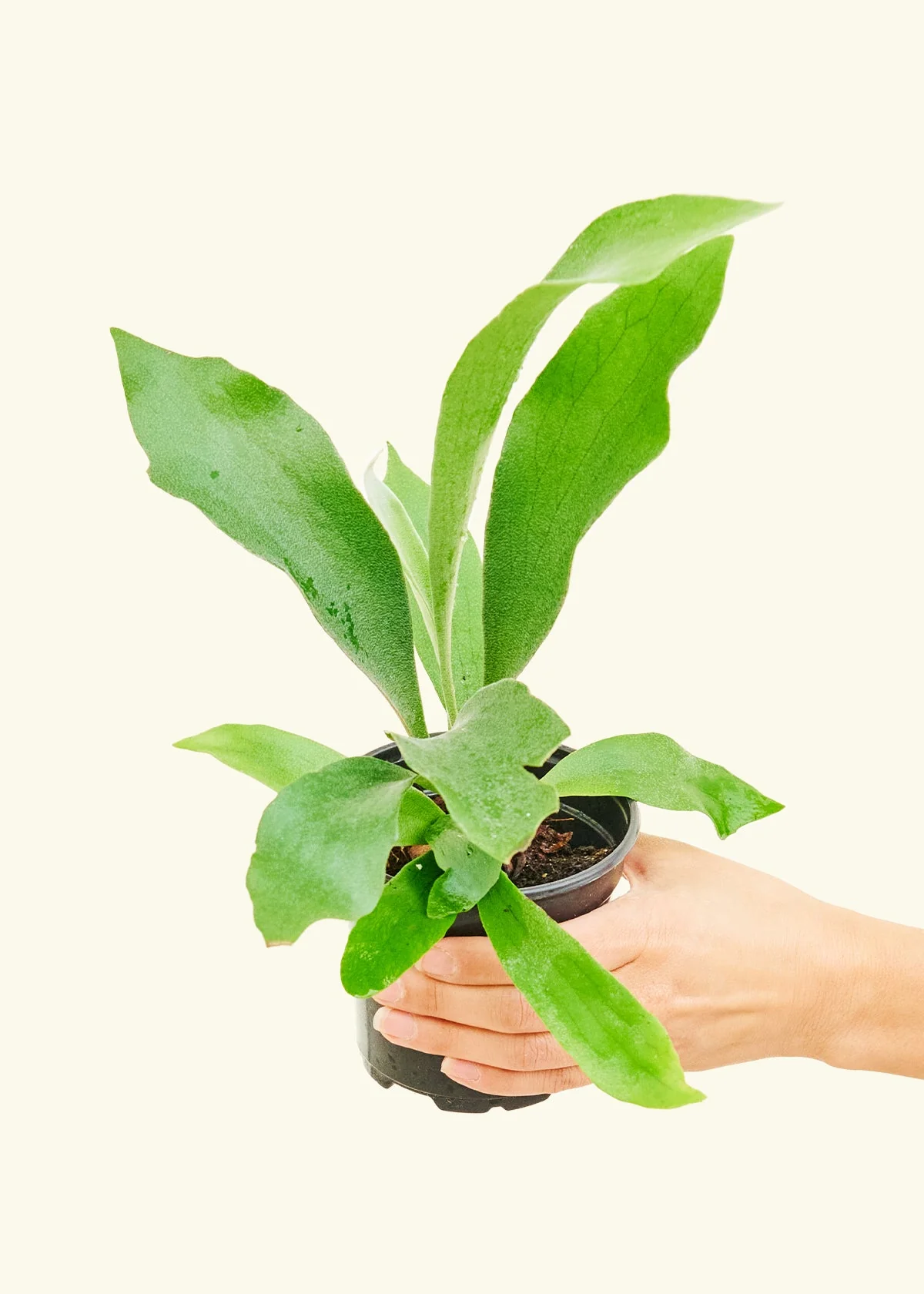 Staghorn Fern, Small - Image 3