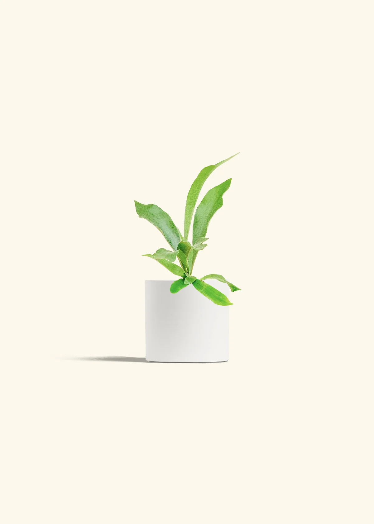 Staghorn Fern, Small - Image 4