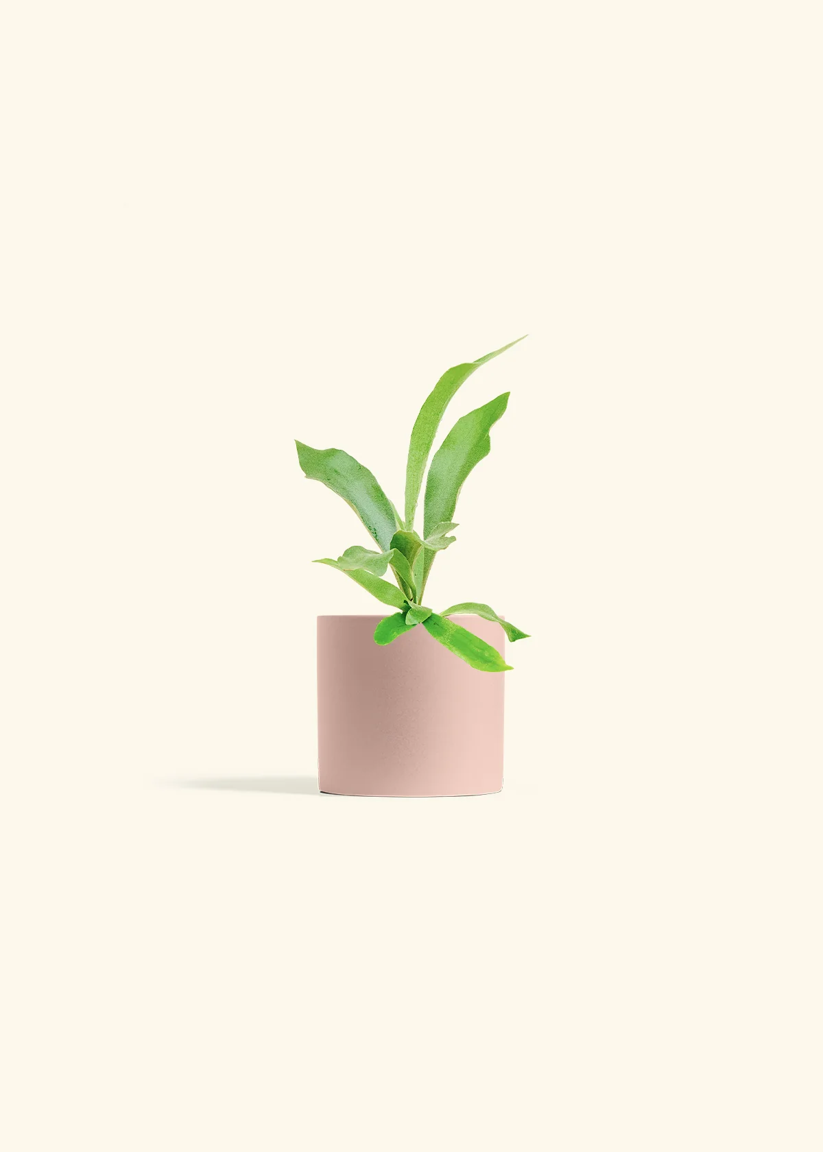 Staghorn Fern, Small - Image 5