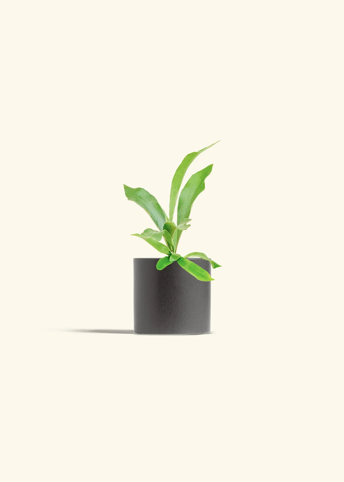 Staghorn Fern, Small - Image 6