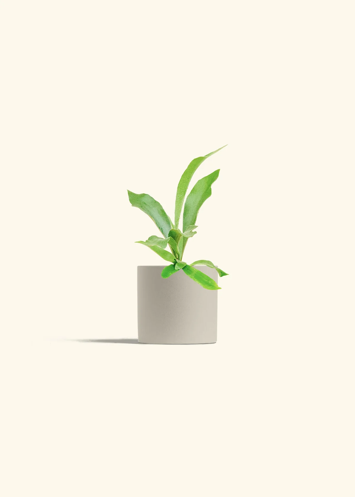 Staghorn Fern, Small - Image 7