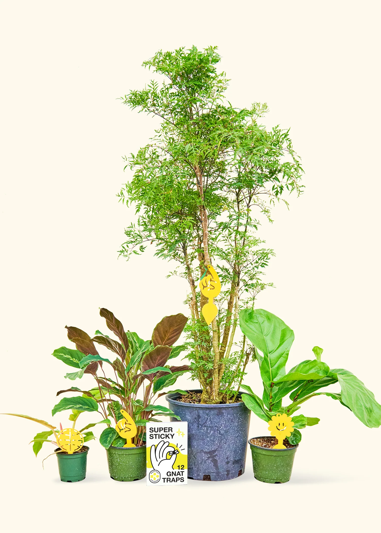 Super Sticky Gnat Traps - Image 5