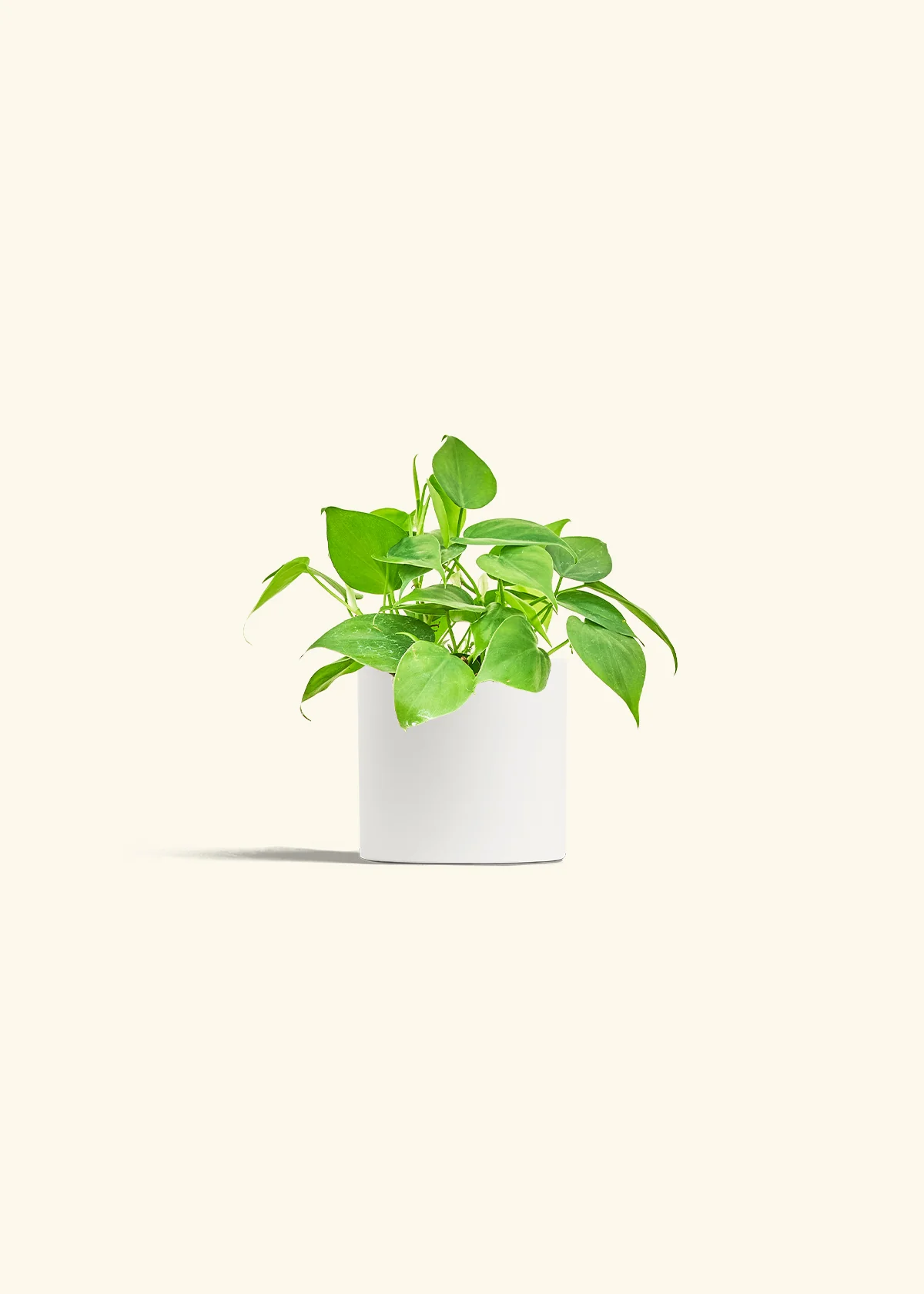 Sweetheart Philodendron, Small - Image 3