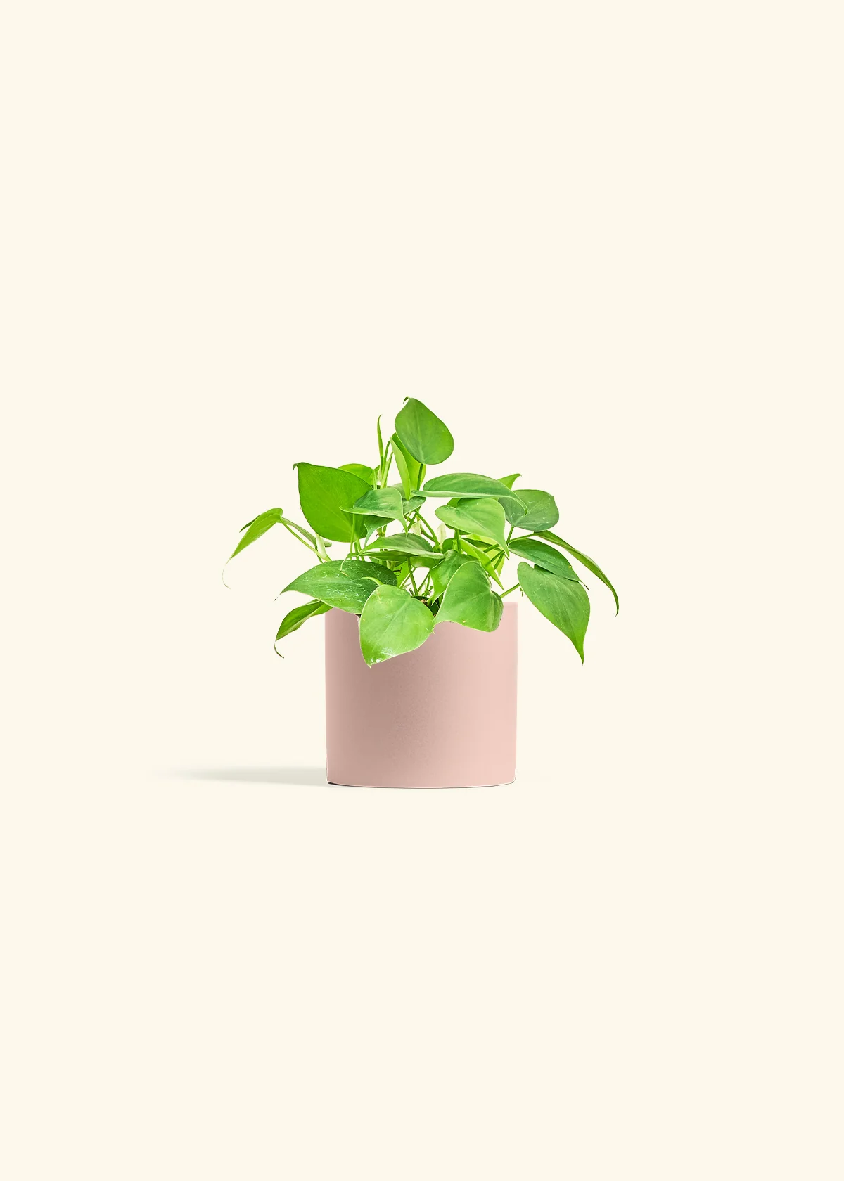 Sweetheart Philodendron, Small - Image 4
