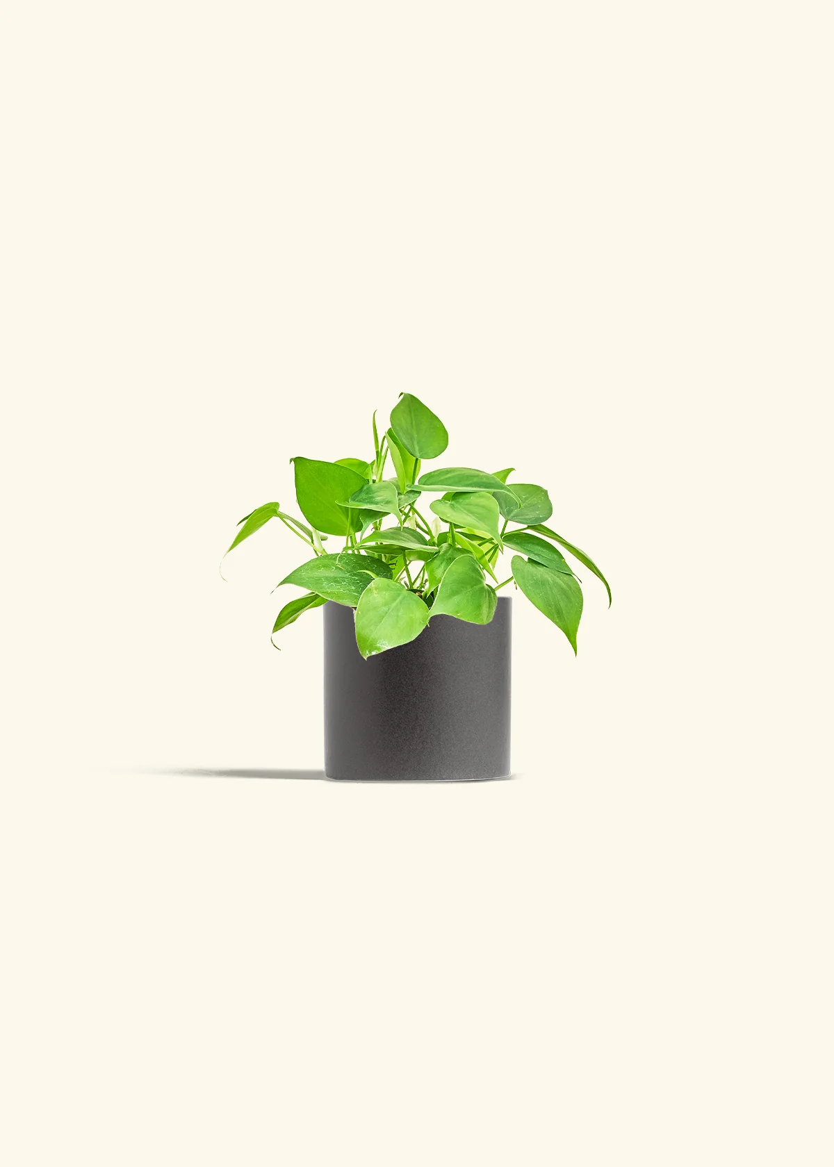 Sweetheart Philodendron, Small - Image 5