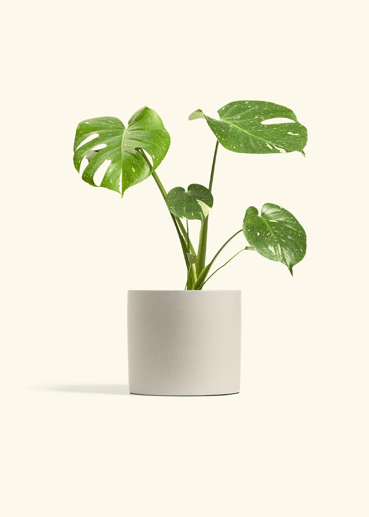 Monstera 'Thai Constellation', Medium - Image 7