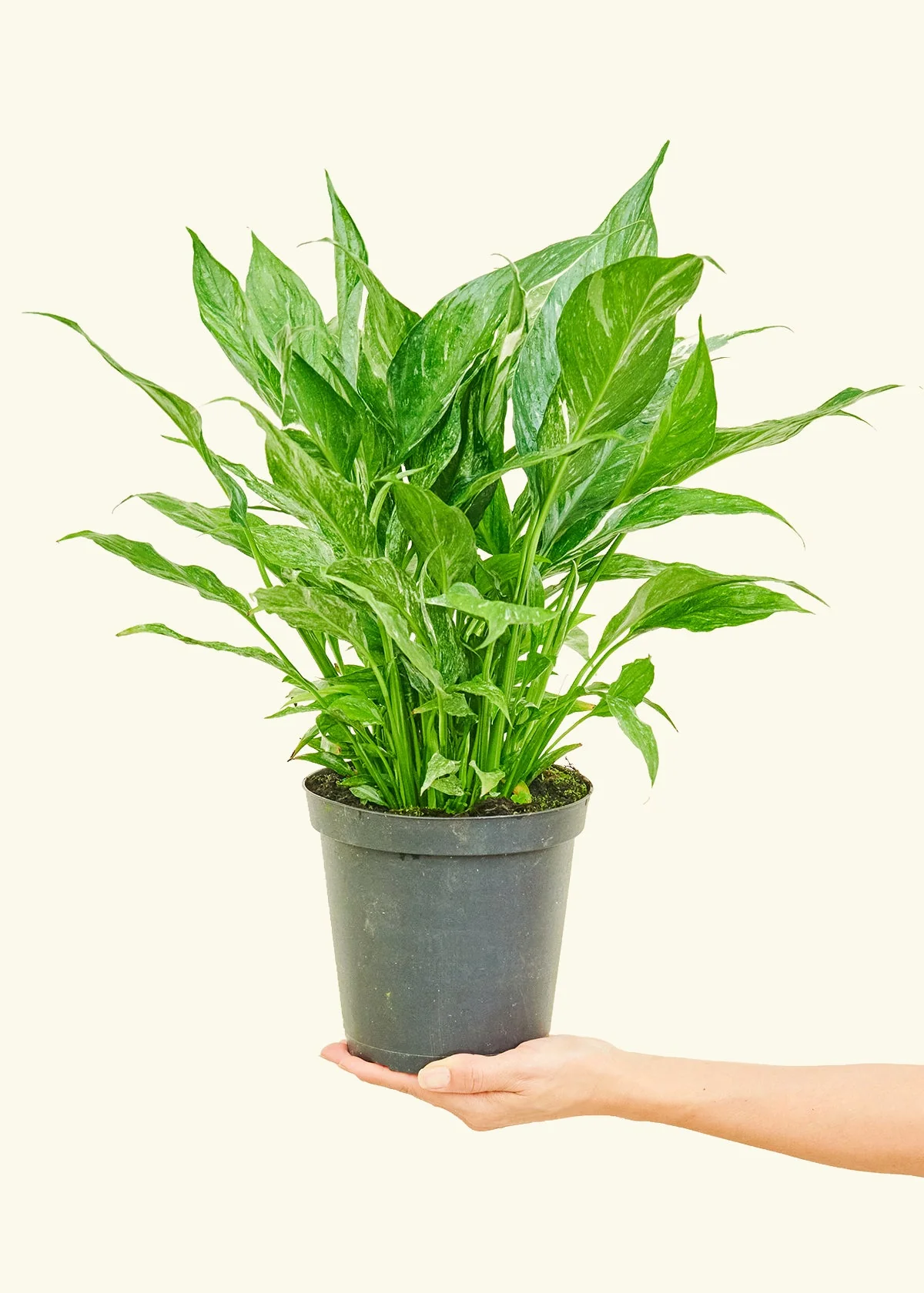 Variegated Peace Lily, Medium - Image 3